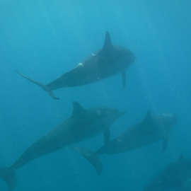 In the Wake of Dolphins